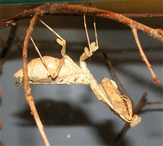 Dead-leaf Mantis (Deroplatys lobata)