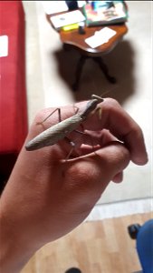 This is a female Hierodula patellifera in terraristic breeding with a greyish colour. Her name was Jisoo, named after Jisoo from Blackpink. photo