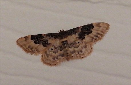 Least Carpet moth photo