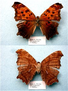 UNITED STATES OF AMERICA.  Shelby Co., TN,  Cladistics 2003, BJLS 2005, BMC 2009,  Exemplar,  <a href="http://nymphalidae.utu.fi/story.php?code=NW65-6" rel="nofollow">see in our database</a&g