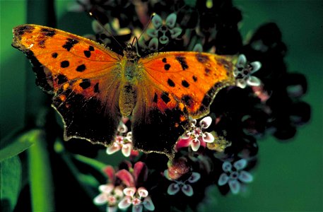 Image title: Hop merchant or eastern comma butterfly insect polygonia comma Image from Public domain images website, http://www.public-domain-image.com/full-image/fauna-animals-public-domain-images-pi photo