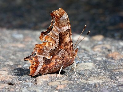 Eastern Comma butterfly (Polygonia comma) found along the Blue Ridge Parkway in North Carolina. photo