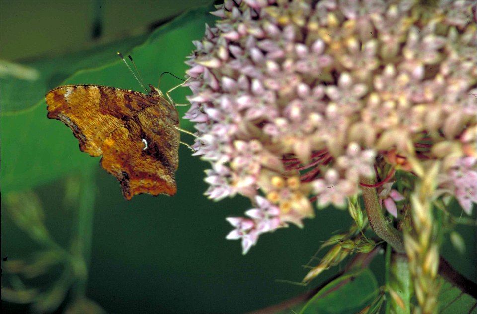 Image title: Yellowish butterfly brown wings and single comma shaped white mark in wing
Image from Public domain images website, http://www.public-domain-image.com/full-image/fauna-animals-public-doma