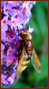 A hooverfly (Syrphidae) mimicing (looking like) a bee. photo