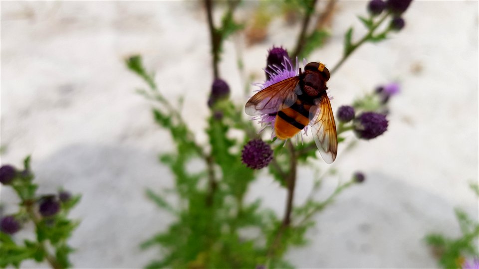 stadsreus - Volucella zonaria