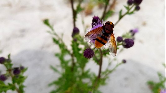 stadsreus - Volucella zonaria photo