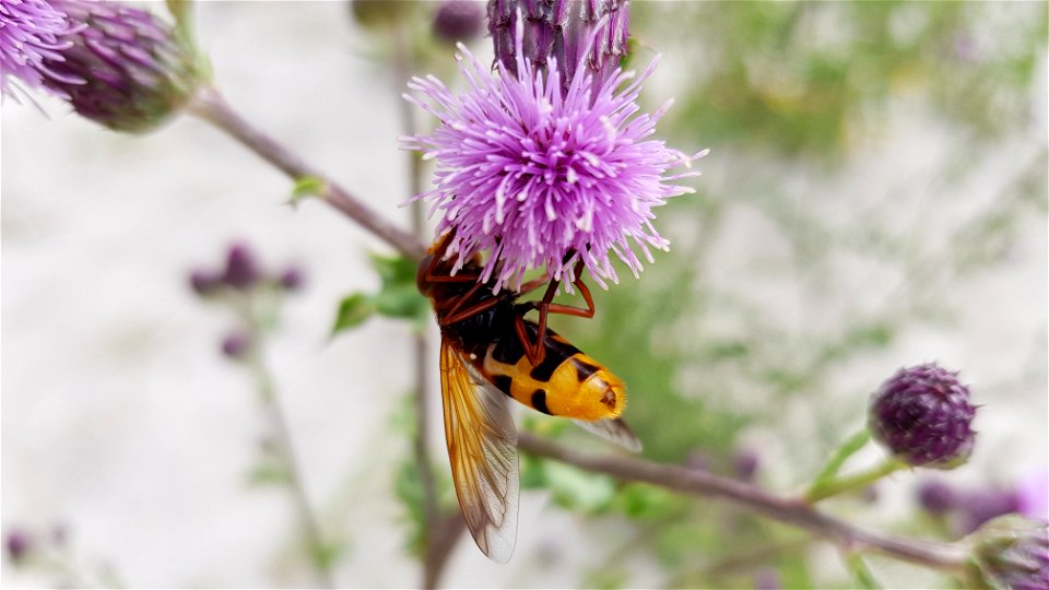 stadsreus - Volucella zonaria