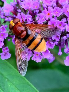 Hornet Mimic Hover Fly (Volucella zonaria) photo