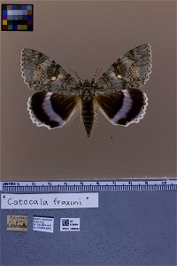 Florida Museum of Natural History, McGuire Center for Lepidoptera and Biodiversity
Catalog #: MGCL_1099557
Taxon: Catocala fraxini (Linnaeus 1758) (dorsal)

Family: Erebidae