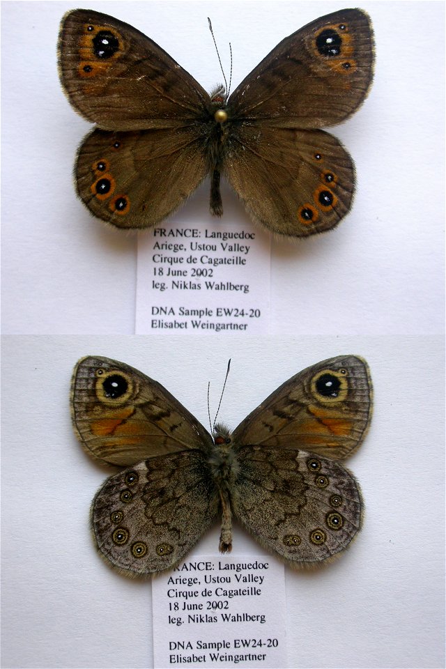 France.  Languedoc, Ariege 09, Ustou, Cirque de Cagateille, 1100m,    <a href="http://nymphalidae.utu.fi/story.php?code=EW24-20" rel="nofollow">see in our database</a>