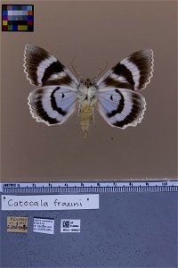 Florida Museum of Natural History, McGuire Center for Lepidoptera and Biodiversity
Catalog #: MGCL_1099557
Taxon: Catocala fraxini (Linnaeus 1758) (ventral)

Family: Erebidae