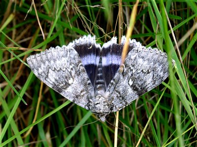 Blåbandat ordensfly, Catocala fraxini, vid Flodavallen idrottsplats, Gagnefs kommun, Dalarna
Magyar:  A kéköves bagolylepke (Catocala fraxini) a rovarok (Insecta) osztályának a lepkék (Lepidoptera