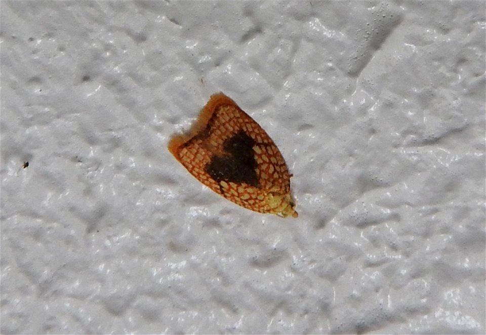 Acleris forsskaleana

Braintree, Essex, UK
