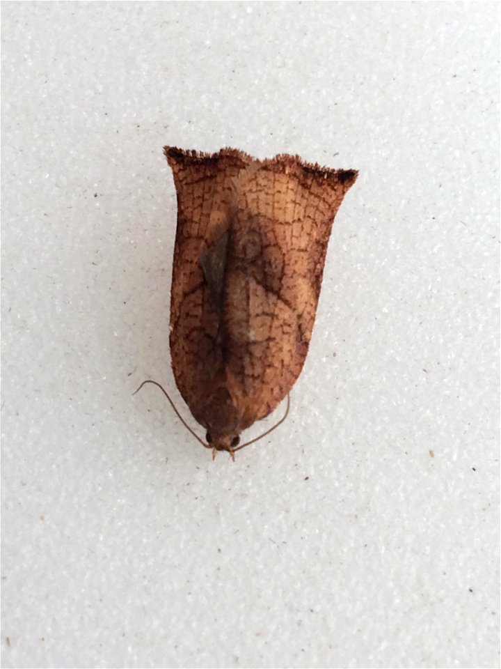 Large Fruit-tree Tortrix (Archips podana)