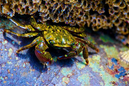 Rock Shore Crab (pachygrapsus crassipes) photo