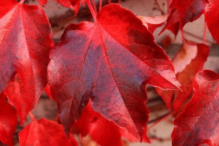 Nature fall leaves fall color photo