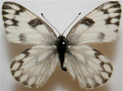 Female Checkered White upper photo