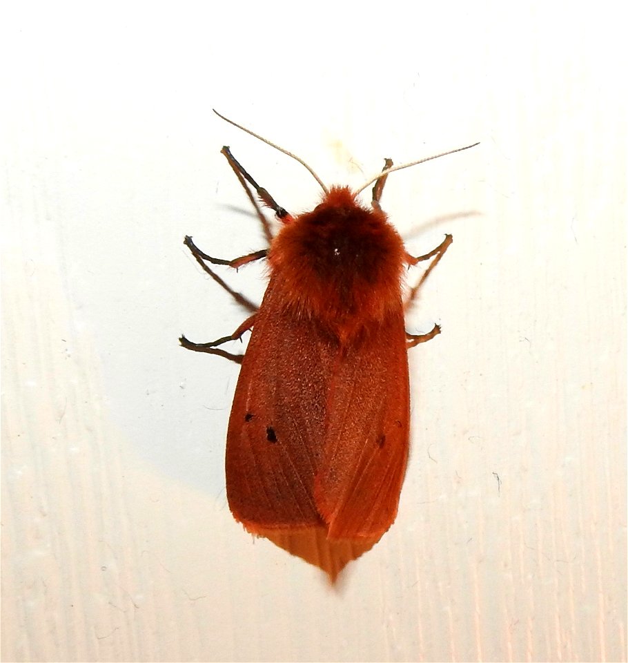 Phragmatobia fuliginosa