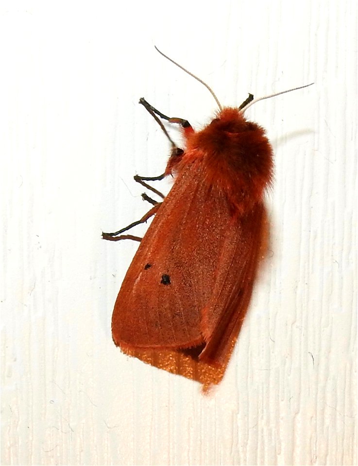 Phragmatobia fuliginosa