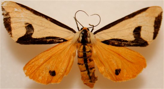 Clymene moth, Haploa clymene photo