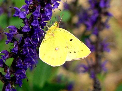 Image title: Clouded sulpher buttefly insect colias philodice Image from Public domain images website, http://www.public-domain-image.com/full-image/fauna-animals-public-domain-images-pictures/insects photo