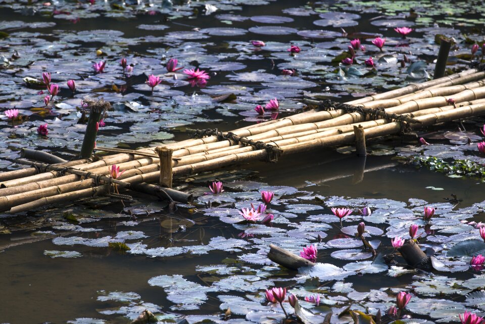 Tre lotus flowers background