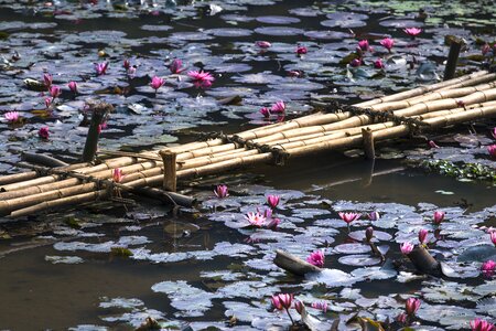 Tre lotus flowers background