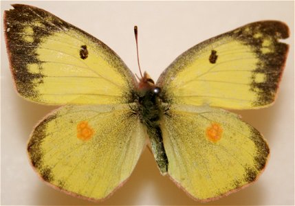 Female Clouded Sulphur, Colias philodice