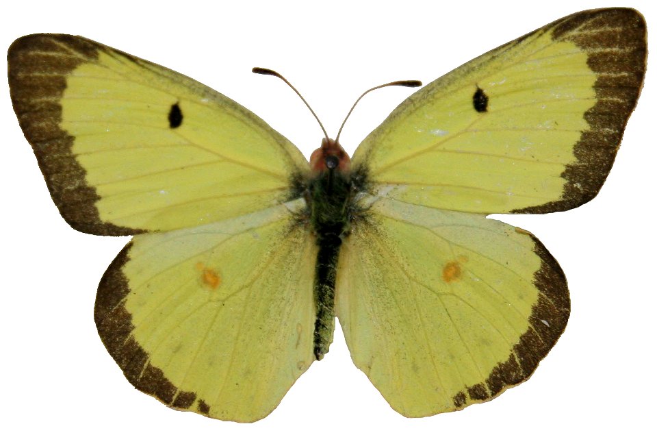 Male Clouded Sulphur, Colias philodice