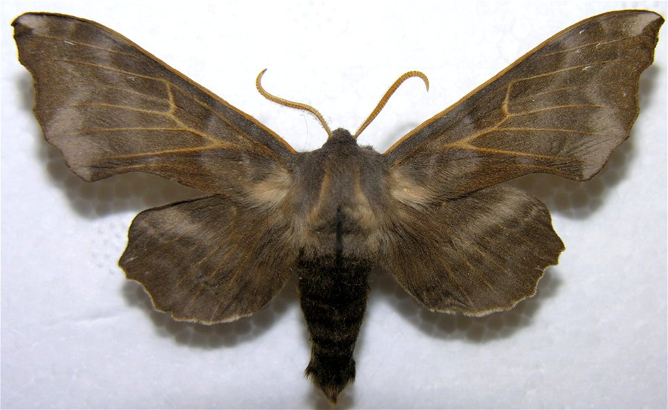 Laothoe amurensis