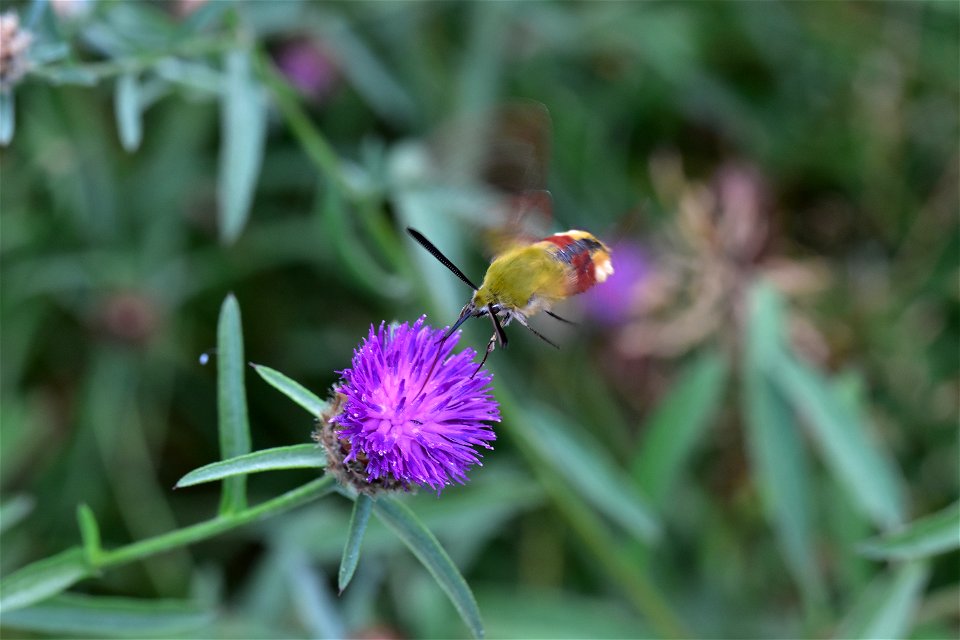 Living Insects on flower.