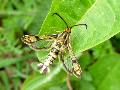 Chamaesphecia empiformis - Czech Republic, Fotografie byla pořízena ve Slavkově u Brna v okrese Vyškov v Jihomoravském kraji