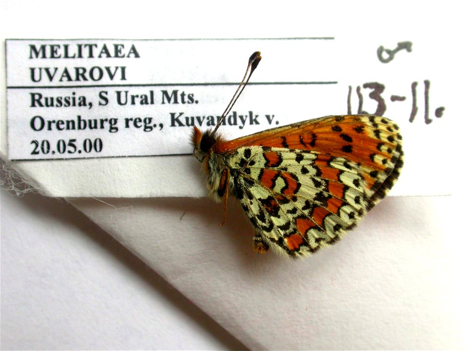 RUSSIA.  S Ural Mts., Orenburg reg., Kuvandyk v.,    <a href="http://nymphalidae.utu.fi/story.php?code=NW113-11" rel="nofollow">see in our database</a>