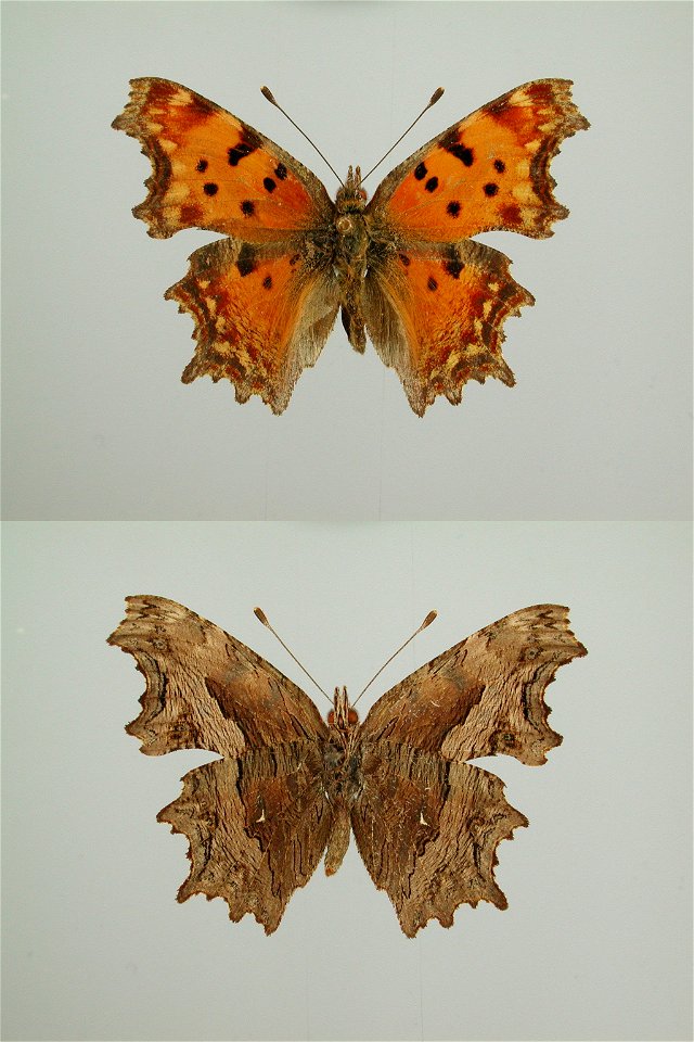 IRAN.  Yazd, Shir Kuh, Deh Bala,  BMC 2009,   <a href="http://nymphalidae.utu.fi/story.php?code=NW120-7" rel="nofollow">nymphalidae.utu.fi/story.php?code=NW120-7</a>