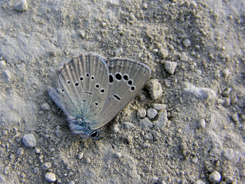 Glaucopsyche melanops (Lycaenidae). Rivas Vaciamadrid, Madrid, España. Interesante comportamiento el de esta mariposa, que se hacía pasar por muerta mientras la fotografiaba...