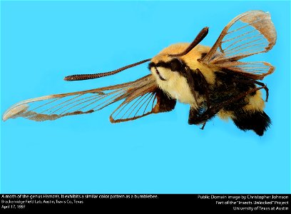 A moth of the genus Hemaris Brackenridge Field Lab, Austin, Travis Co., Texas April 17, 1997 Public Domain image by Christopher Johnson Part of the "Insects Unlocked" Project University of Texas at A photo