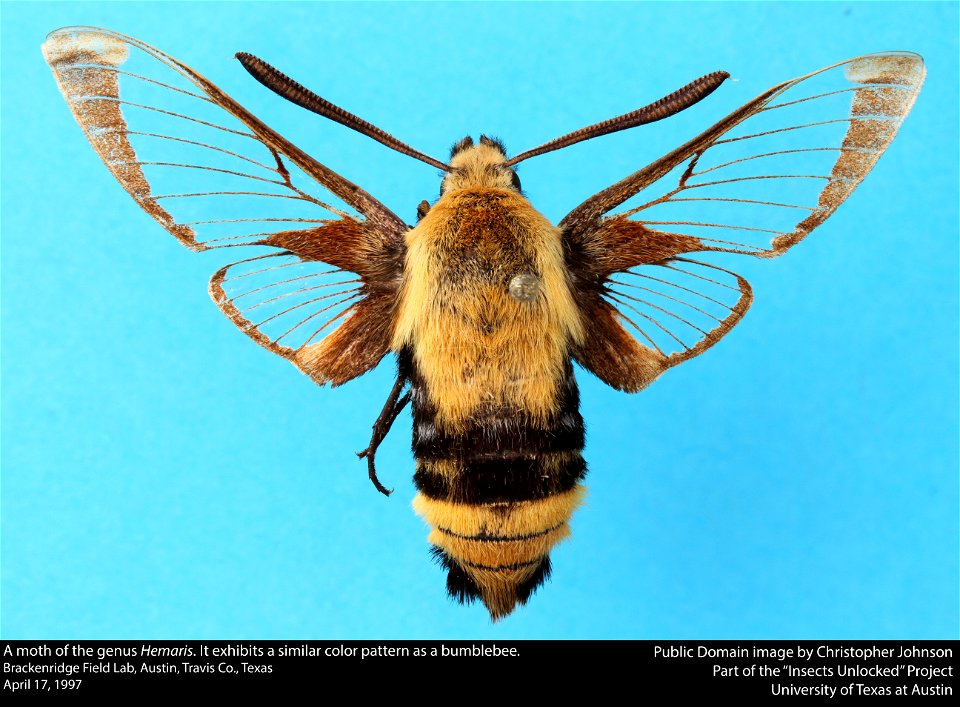 A moth of the genus Hemaris
Brackenridge Field Lab, Austin, Travis Co., Texas
April 17, 1997
Public Domain image by Christopher Johnson
Part of the "Insects Unlocked" Project

University of Texas at A