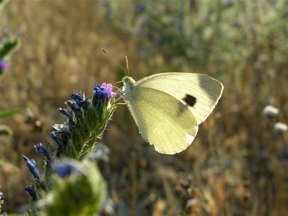 Artogeia mannii (Pieridae). Rivas Vaciamadrid, Madrid, España.