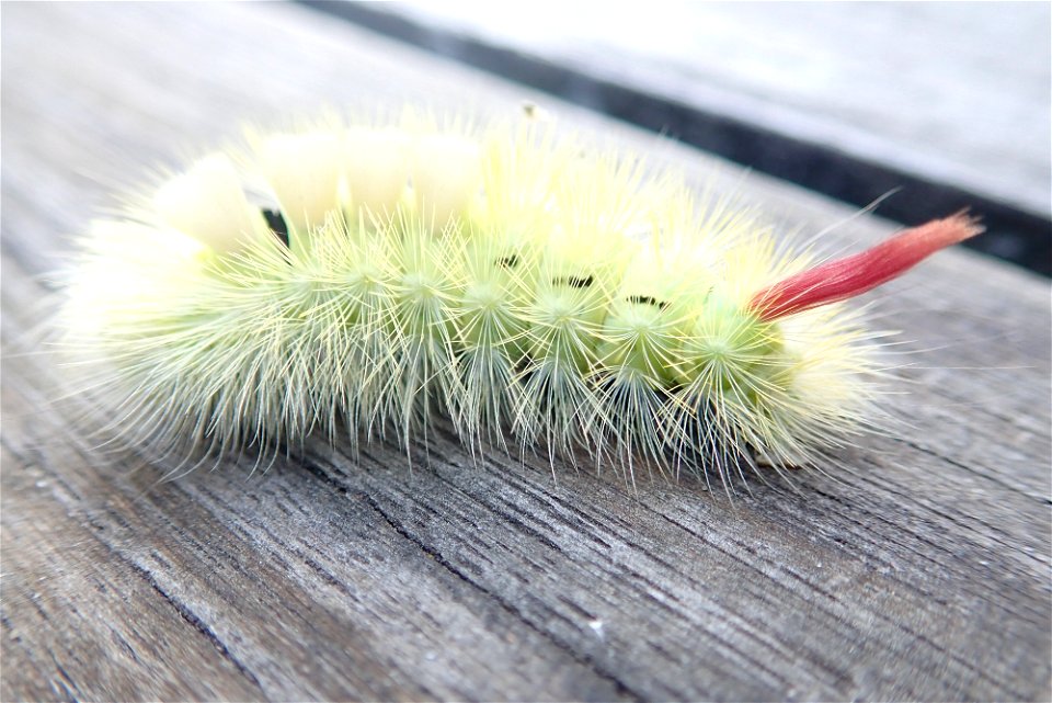 De rups van een meriansborstel