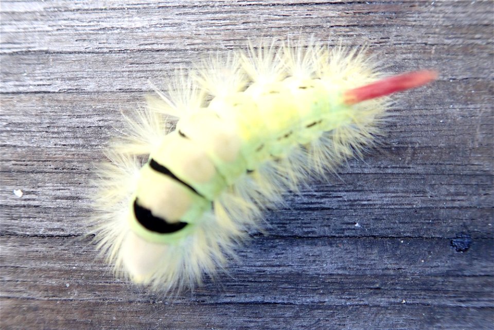 De rups van een meriansborstel