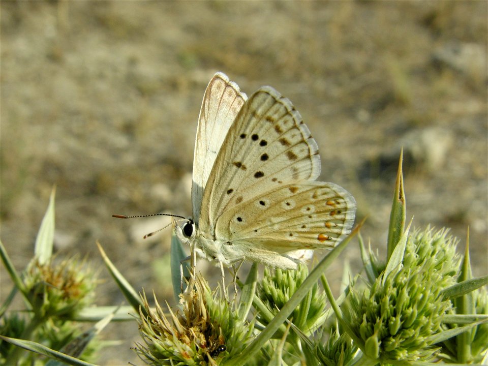 Lysandra albicans (Lycaenidae). Rivas Vaciamadrid, Madrid, España.
