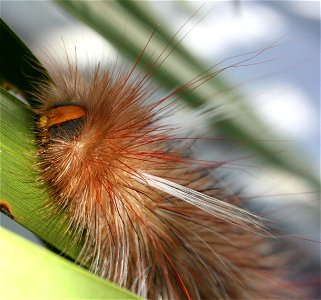 Hairy Caterpillar, Calliteara pudibunda in Cairns Australia. 106mm in length.