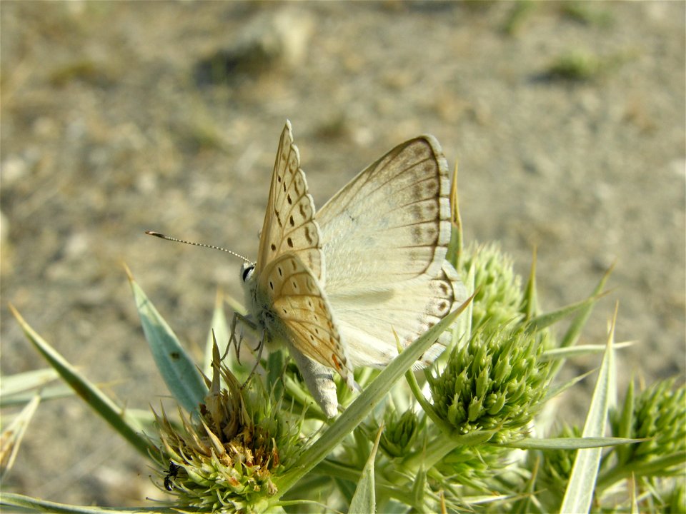 Lysandra albicans (Lycaenidae). Rivas Vaciamadrid, Madrid, España.