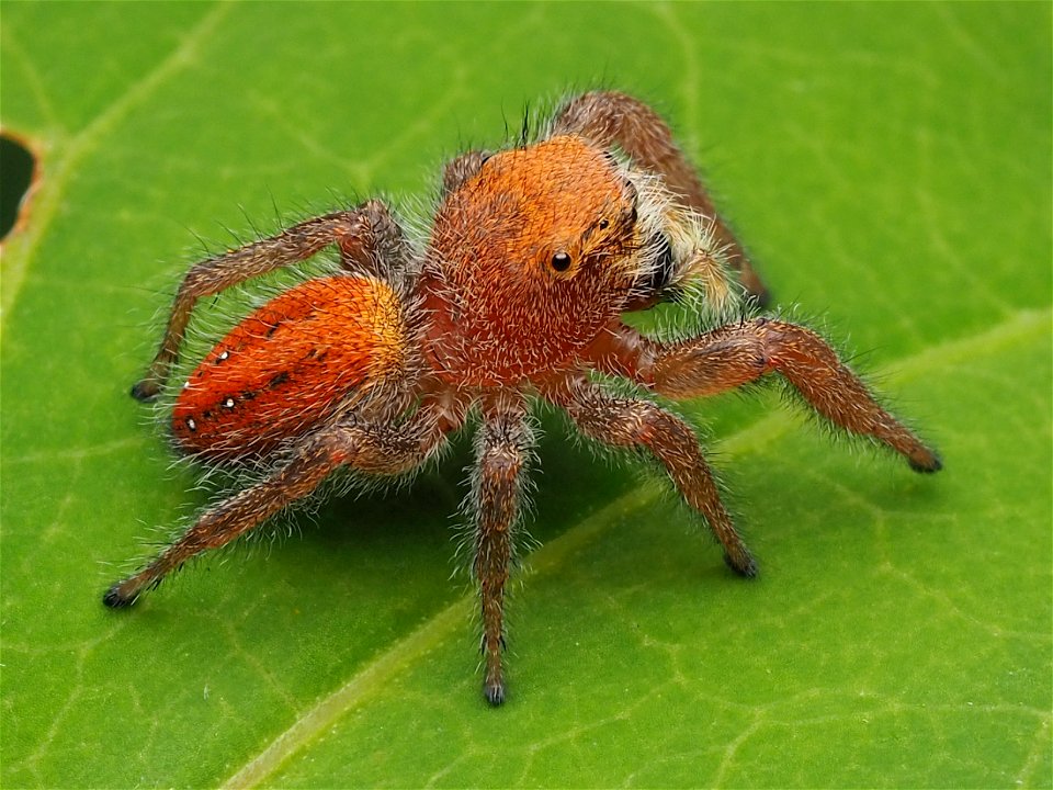 Adult female Phidippus pius jumping spider in Florida