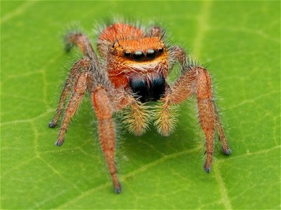 Adult female Phidippus pius jumping spider in Florida