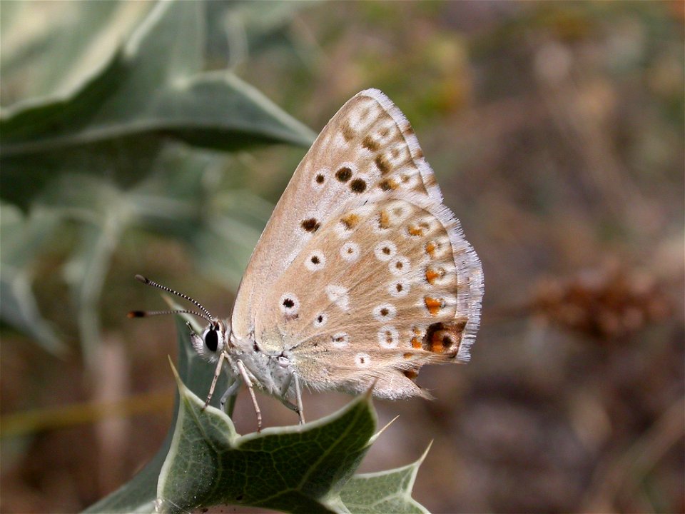 Lysandra albicans (Lycaenidae). Hembra. Rivas Vaciamadrid, Madrid, España.
