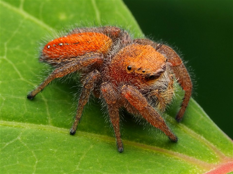 Adult female Phidippus pius jumping spider in Florida
