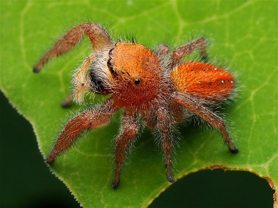 Adult female Phidippus pius jumping spider in Florida