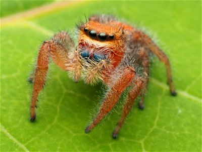 Adult female Phidippus pius jumping spider in Florida