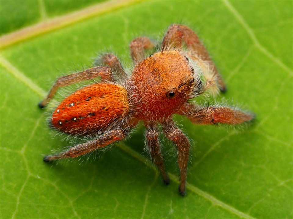 Adult female Phidippus pius jumping spider in Florida